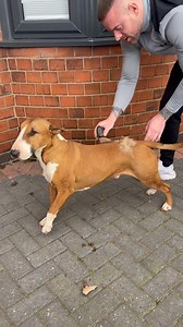 Dog owners, this is the game changer you’ve been waiting for! Our deshedding tool delivers serious results just ask the thousands who swear by it and checkout this video! 🤩😍 Ready to see the difference for yourself? Drop a comment with your experience or grab yours today! #PetGrooming #DesheddingGameStrong | BullyBillows