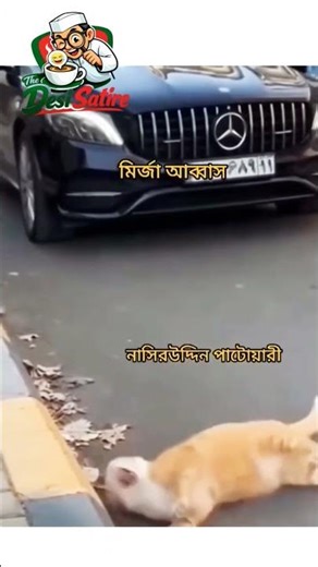 Funny Cat content l The Desi Satire #shorts