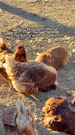 Ever seen a chicken flop over and kick up dirt like this? Don’t worry-they’re not broken. They’re dust bathing!🧼 🐓 It’s how chickens naturally clean themselves and stay healthy. The dust helps absorb excess oil, remove parasites, and cool them down. It’s instinctual, important, and honestly… kinda adorable. #dustbath #chickensoftiktok #ranchlife #farmlogic #backyardchickens | SZ Ranch