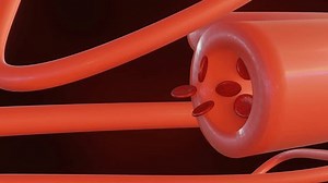 La animación 3d de la vasodilatación es el término médico para cuando los vasos sanguíneos se relajan y se ensanchan. Esto aumenta el flujo sanguíneo y disminuye la presión arterial