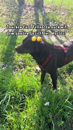 Das hat bisher mich keiner meiner Hunde gemacht und ich frage mich wirklich, ob das normal ist… Lustig ist es auf jeden Fall 😉🤣 #peppi #peppiunterwegs #dogtok