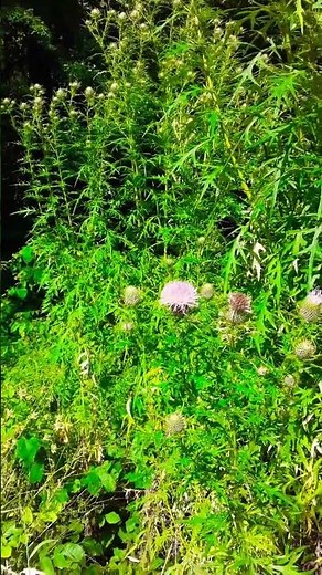 A Beautiful Butterfly(poem in description)#nature #icp(thanks for liking and subscribing) #subscribe