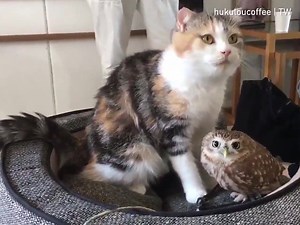 396K views · 1.5K reactions | Let me clean you my little friend  | I Like Cats3 | Facebook