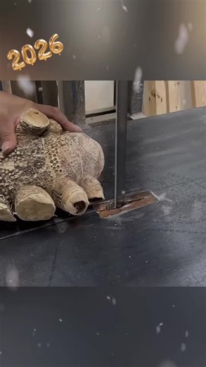 Resumen de Carpintería en Cine