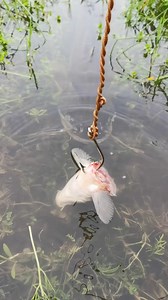 186K views · 1.1K reactions | Amazing Unique & Unbelievable Fish Catching Method #fish_video #fishing #fish | Catch Fish With ET | Facebook