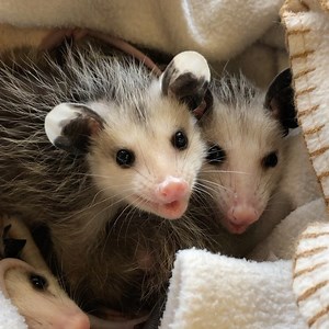 #opossum #facts Perhaps the most famous characteristic of the opossum is its tendency to play dead in front of predators. When the animal experiences intense fear in the face of danger, it seizes up and flops to the ground where it can remain for hours staring blankly ahead and sticking out its tongue. It’s an impressive defensive mechanism, but its effectiveness can’t be chalked up to the possum’s acting skills. Possums have no control over when they play dead or for how long they do it: The co