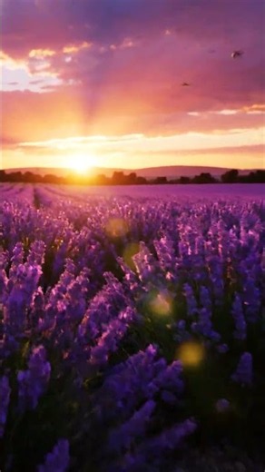 Magical Lavender Sunset 🌅💜 | Stunning Nature Cinematic | Relaxing 4K #Shorts