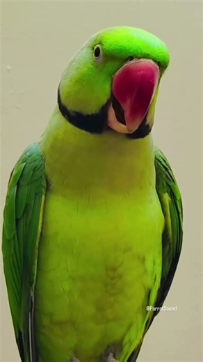 parrot sound video #birds #parrot #pubg #freefire #talking #anime #cat #dog #pets #shorts #funny