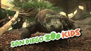 San Diego Zoo Kids - Komodo Dragons