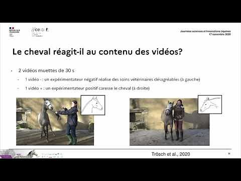 La compréhension du comportement humain par le cheval - Miléna Trösch