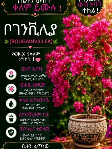 🌸 Bougainvillea — በቀለማት የሚያምር የግቢ ንግስት! 💖 በብዙ አበባዎቿ ማንኛውንም ግቢ ወይም አጥር ውብ፣ ደማቅ እና ማራኪ ታደርገዋለች። 🌿✨ #Bougainvillea #FlowerTok #GardenLovers #PlantLovers #evergreenethiopia