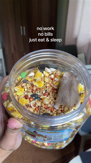 Hamster Life: Just Eat and Sleep