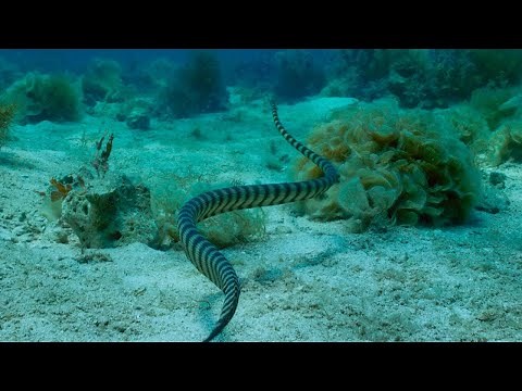 70-Year-Olds Who Hunt Venomous Snakes Using Their Bare Hands | 4K UHD | BBC Earth