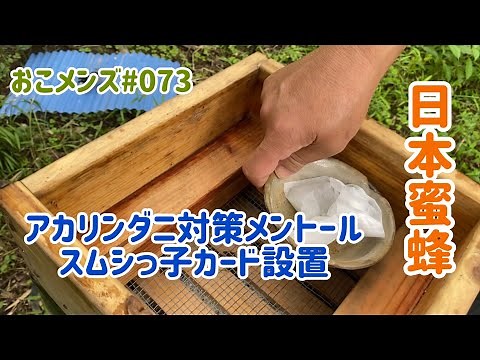 日本蜜蜂 アカリンダニ対策メントール投入 スムシ対策 スムシっ子カード設置