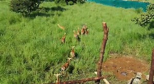 1.9K views · 106 reactions | Uganda Wildlife Authority on Reels | Facebook