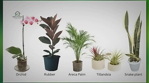 10 Must-have Humidity-increasing Plants for Your Home