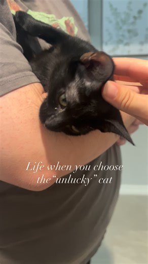 there’s a black cat waiting for you 🖤💖 #fallinlove #cute #trending #viral #cat #heartfelt #adoptdontshop #blackcat | Lear’s Legacy Cat Rescue