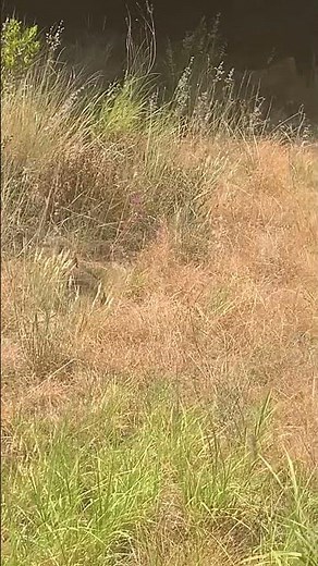 Spotting a Rare Perentie at Uluru: Australia's Giant Lizard in the Wild!