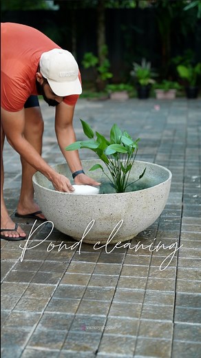 Fish Pond Cleaning 🐠 I’d been putting this off for almost a month, but finally got it done last Sunday. Picked up a few new fishes from the nearby pet shop and gave the pond a complete clean-up. Rearranged the base with white sand, black stones, lava rock and pebbles, added a driftwood piece and a few plants for aesthetics, and introduced the new fishes. That’s my little pond setup — hope you enjoy the video! #FishPond #PondCleaning #Aquascaping #FishKeeping #BackyardPond #AquariumHobby #PondSe