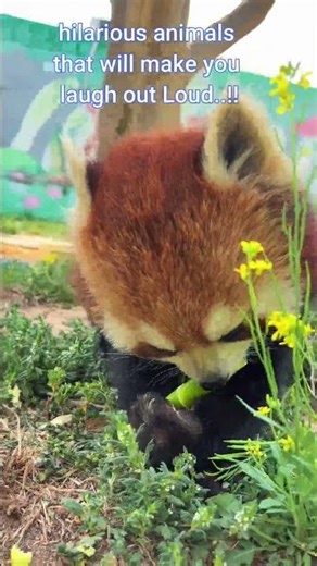 Funny Animals Doing the Silliest Things 🤪🐾 #funny #funnyvideo #animals #animalsfunny #laughoutloud