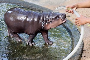 Moo Deng tries to bite keeper and hose as she delights Thai zoo visitors