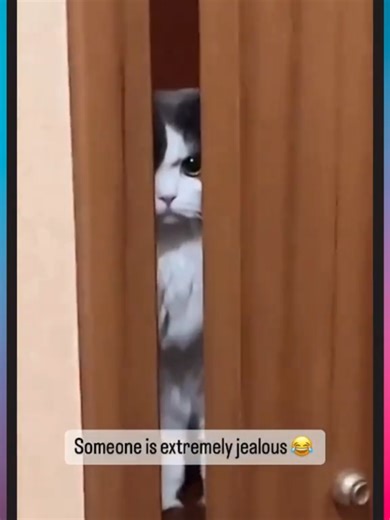 That Look Says “I’m Watching You Tonight” 😾😂 #AngryCat #FunnyCats #Jealous #Fyp #Uk