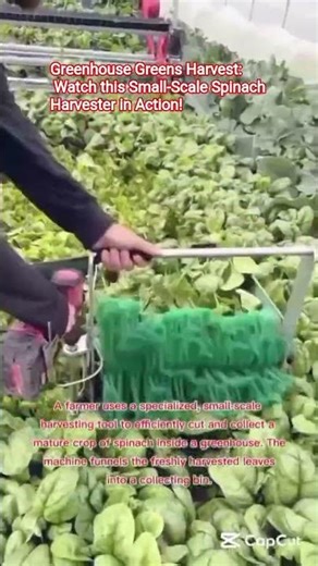 Greenhouse Greens Harvest: Watch this Small-Scale Spinach Harvester in Action!