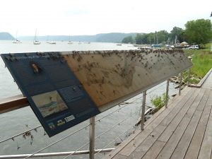 RiverRoots: Mayfly - The Hatch - Susquehanna NHA