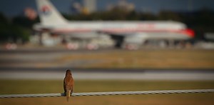 What happens when a bird strikes a plane?