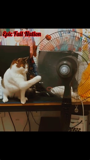 When Cats Try to Help… But Make a Bigger Mess 粒 #cat #cats #catsofYouTube #funny #funnycats #catlovers #catvideos | Epic Fail Nation | Facebook