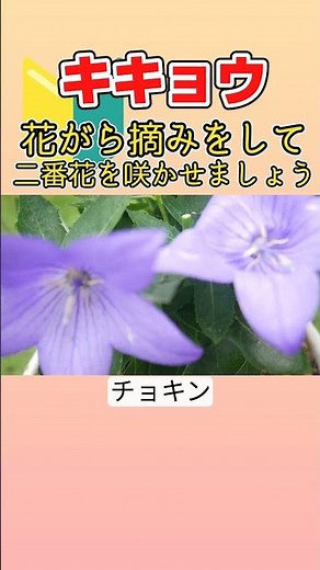 キキョウ、花がら摘み、摘芯#shorts #園芸#ガーデニング#キキョウ#桔梗#花がら摘み#摘心