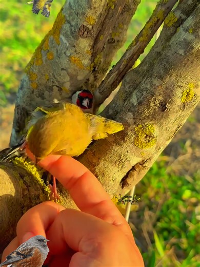 Top 10 Most Colorful Birds in the World 🌎#Birds #Nature #Wildlife #AmazingBirds #BirdLovers #NatureLovers #WildlifePhotography #RareBirds #AnimalFacts #ColorfulBirds #Top10 #Viral #Shorts #FYP #TrendingNow #Explore