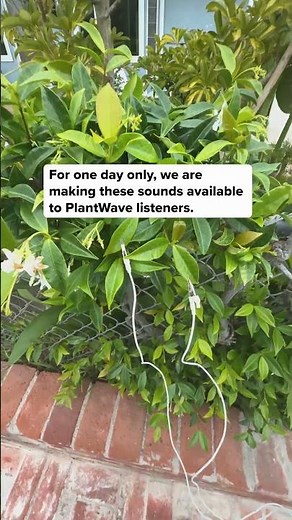 Give plants a voice… Literally For today only, we are making a soundset available for iOS users