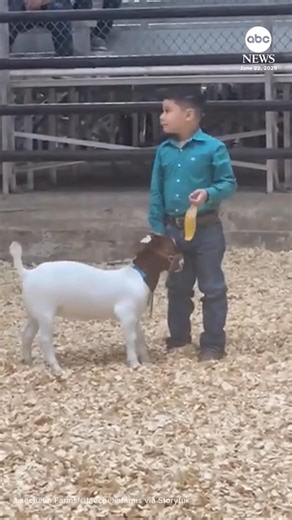 1.2M views · 62K reactions | A 5-year-old Texas boy is winning hearts online after after this emotional video of him kissing and hugging his prize-winning goat went viral. https://abcnews.visitlink.me/k71tLl | ABC News | Facebook