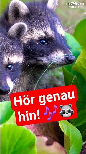 Welche Geräusche machen Waschbärbabys?