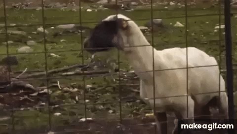 Gillende Geit - Sreaming sheep on Make a GIF
