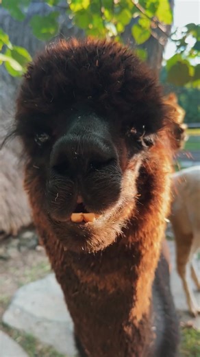 Pacha Alpaca (@pacha.alpaca)’s videos with original sound - Landon