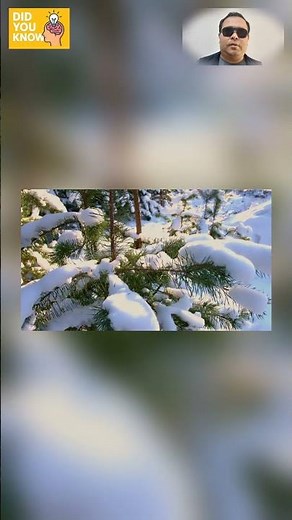 Did You Know This: Why Snow Looks White