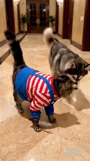 Realistic Horror Pets Caught on Camera 😱🐾 Chucky, & More! #viral #horror #animals #comedy #funny