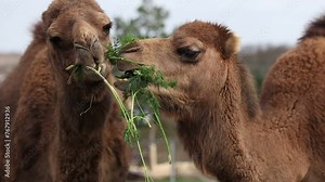 Two Bactrian Camels in Outside Zoo Park. Closeup of of Eating Two-Humped Camel (Camelus Bactrianus).