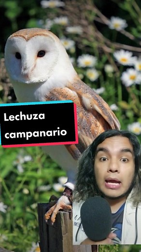 Lechuza Campanario: Más que una Bruja en la Iglesia