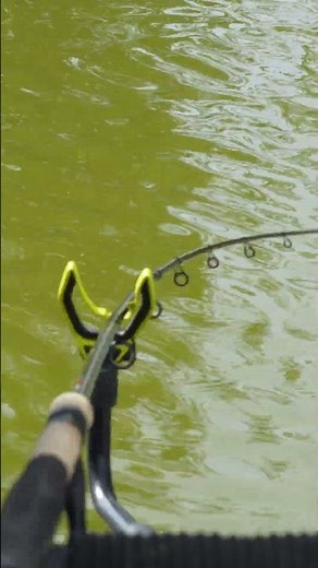 THAT'S A BITE 😱 #anglingdirect #method #bite #carp