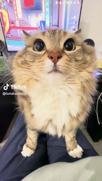 Cat Running on a Motorcycle Engine | Cats of TikTok