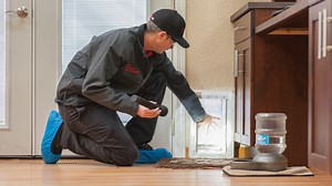 What a pest: Rodent infestation on the rise