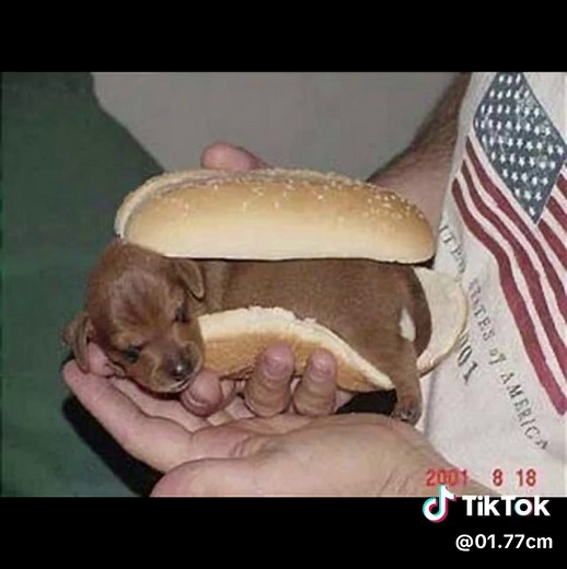 Adorable Tuff Puppy Compilation for Animal Lovers