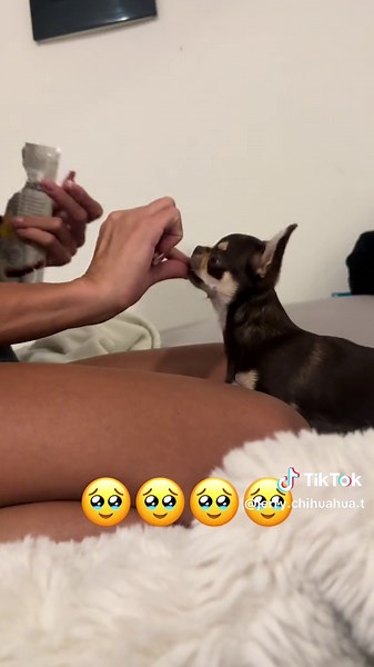 #chihuahua #chihuahuastiktok #minitoy #chihuahuatoy #dog #dogchihuahua