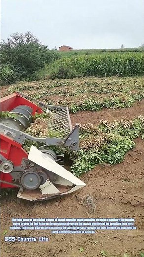Harvesting Peanuts with Agricultural Machinery