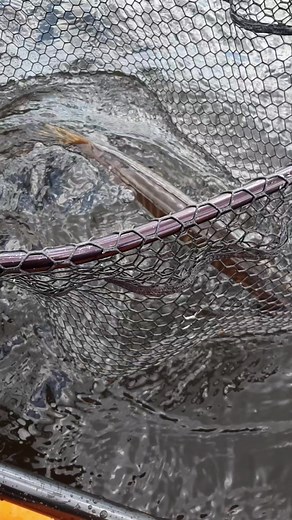 3.2K views · 27 reactions | muskie Musky #muskyfishing #fishheadassassin | Fish Head Assassin | Facebook