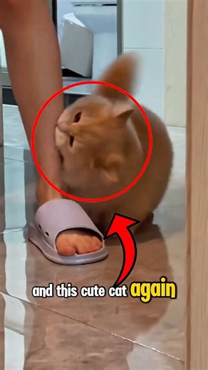 Tiny Kittens,Big Cuteness Overload #cute #kitten #cat