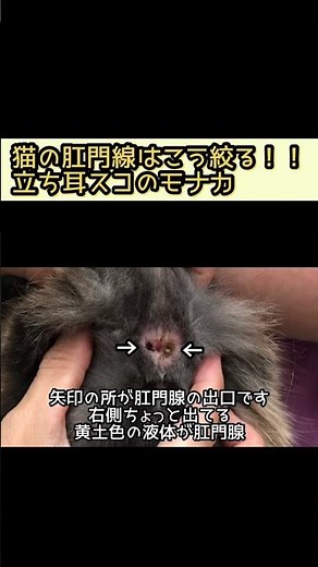 猫の肛門腺の絞り方！！！【立ち耳スコのモナカ】#shorts